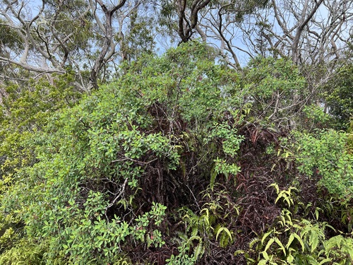 Euphorbia atrococca observed 2024-02-28