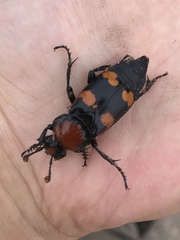 Nicrophorus americanus