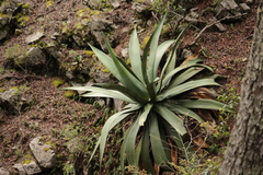 Agave atrovirens