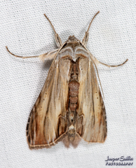 Cucullia convexipennis