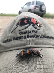 Nicrophorus americanus