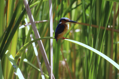 Corythornis vintsioides