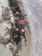 Nicrophorus americanus