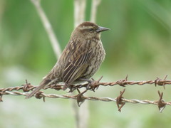 Yellow-Winged Blackbird photo 4