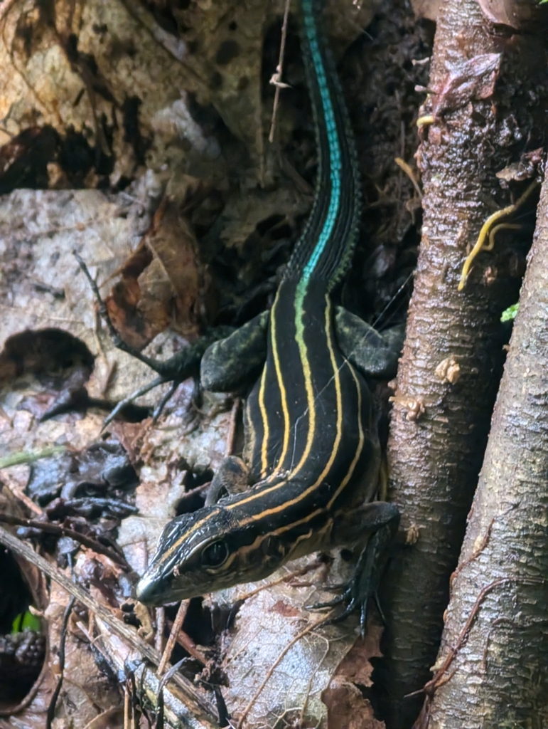 Echternacht's Ameiva