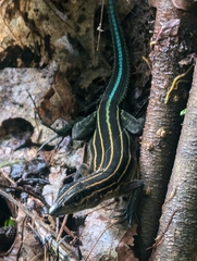 Echternacht's Ameiva photo 1