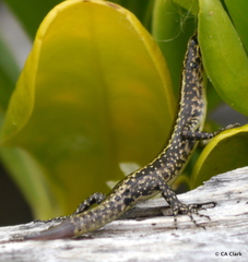 Cryptoblepharus poecilopleurus