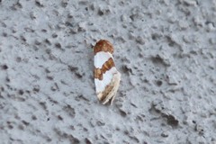 Schinia chryselloides