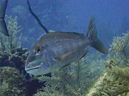 Blue bone porgy (Calamus bajonado) — Sparidae
