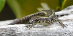 Cryptoblepharus poecilopleurus