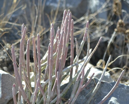 Euphorbia antisyphilitica