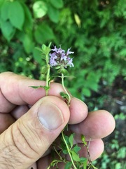 Serpyllum