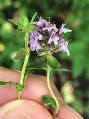 Serpyllum