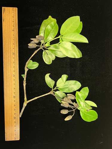 Geniostoma helleri observed 2024-06-14