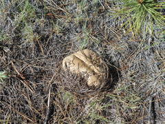 Neolentinus ponderosus