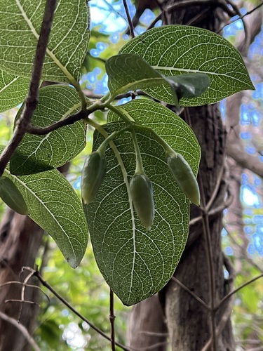 Geniostoma helleri observed 2024-07-18