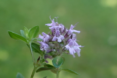 Serpyllum