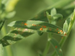 Coleosporium