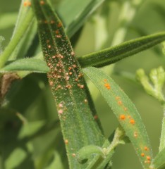 Coleosporium