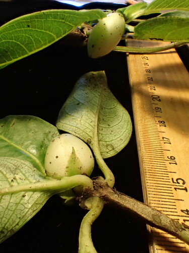 Geniostoma hirtellum