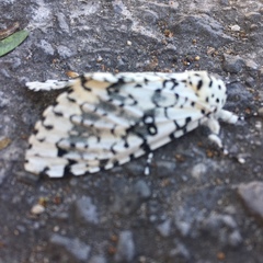 Lichnoptera decora