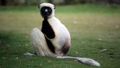 Propithecus coquereli