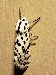 Hypercompe permaculata