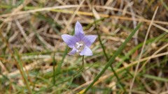 Wahlenbergia capillaris