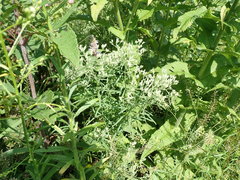 Eupatorium hyssopifolium