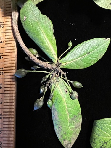 Geniostoma lydgatei observed 2024-11-21