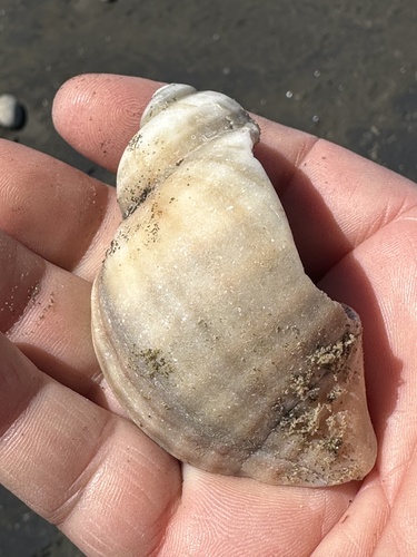 Chorus giganteus observed 2025-02-11