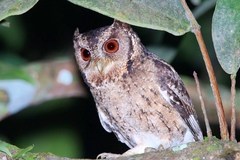 Otus lempiji