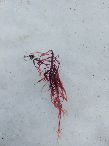 Grateloupia divaricata observed 2025-02-16