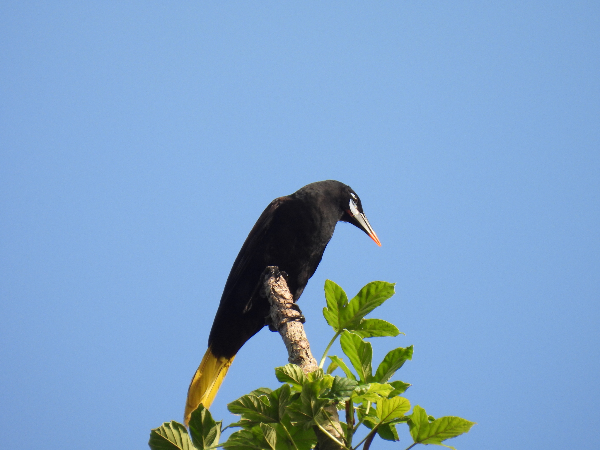 Black Oropendola (Psarocolius guatimozinus), photo 8