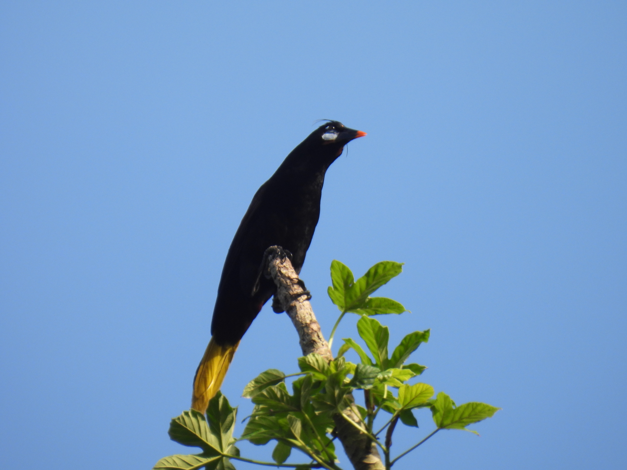 Black Oropendola (Psarocolius guatimozinus), photo 7