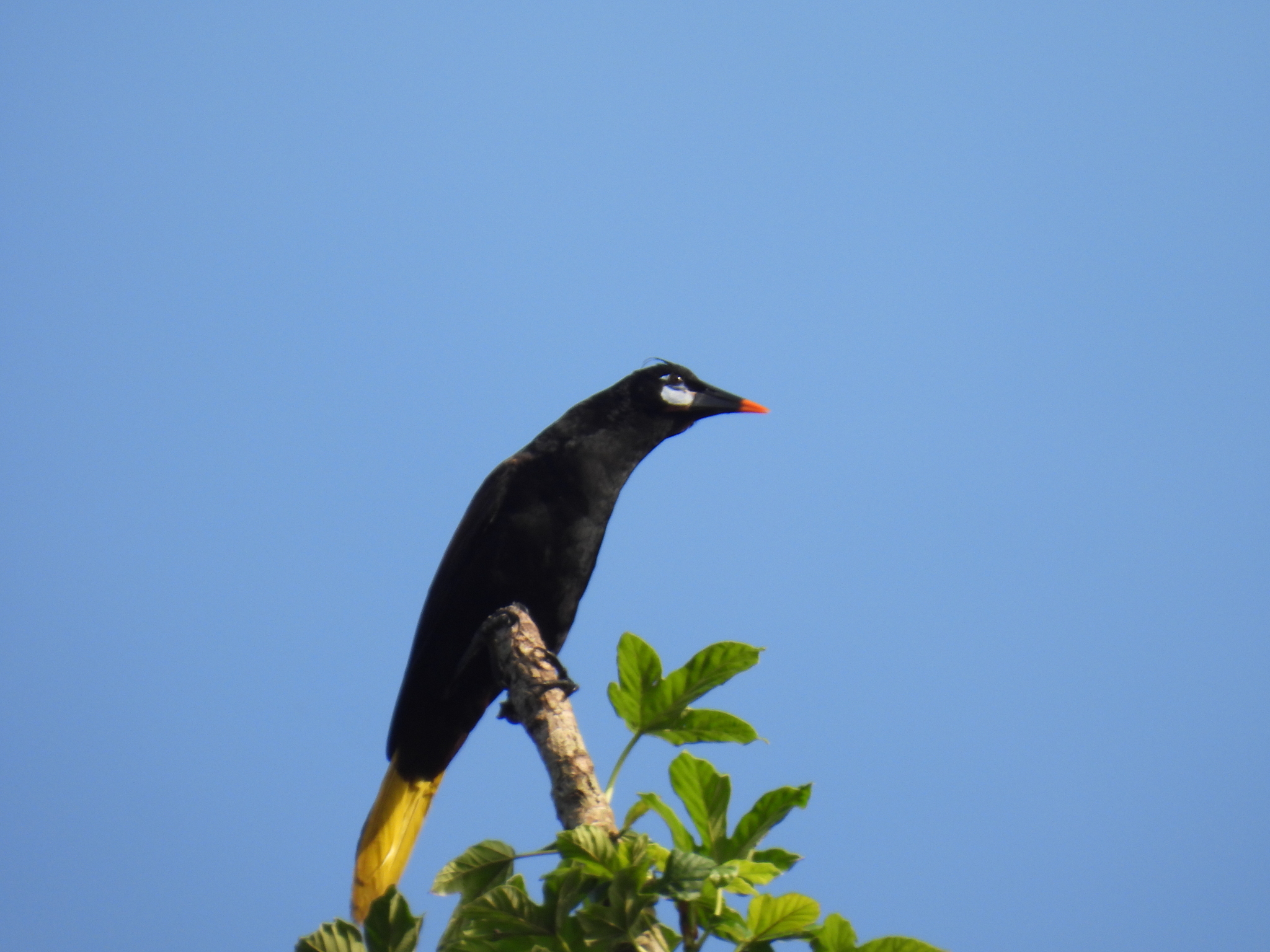 Black Oropendola (Psarocolius guatimozinus), photo 6