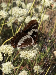 Limenitis lorquini powelli