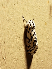 Hypercompe permaculata