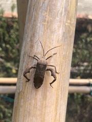 Anoplocnemis phasianus