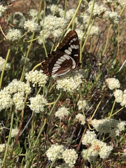 Limenitis lorquini powelli