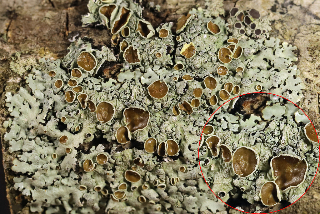 Smooth Axil-bristle Lichen