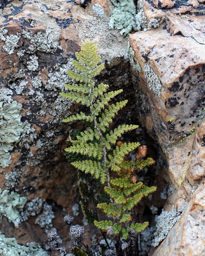 Image of Myriopteris yavapensis by (c) Andrew Tree, some rights reserved (CC BY)