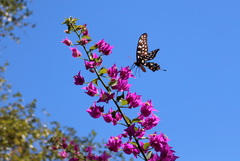 Pharmacophagus antenor