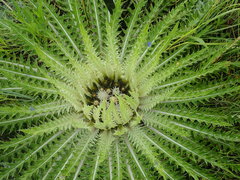 Cirsium tioganum