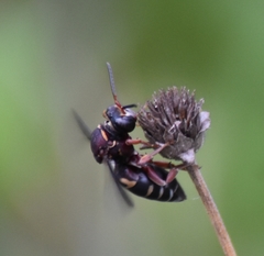 Triepeolus rufithorax