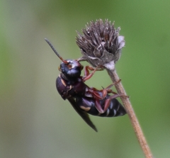 Triepeolus rufithorax