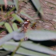 Caprimulgus macrurus