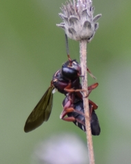 Triepeolus rufithorax