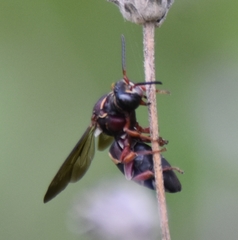 Triepeolus rufithorax