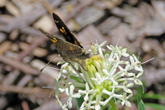 Trapezites phigalioides